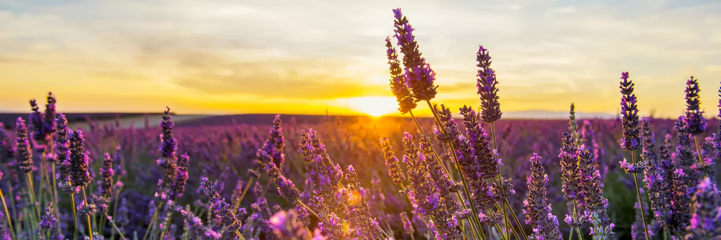 Sonnenuntergang auf einem Lavendelfeld