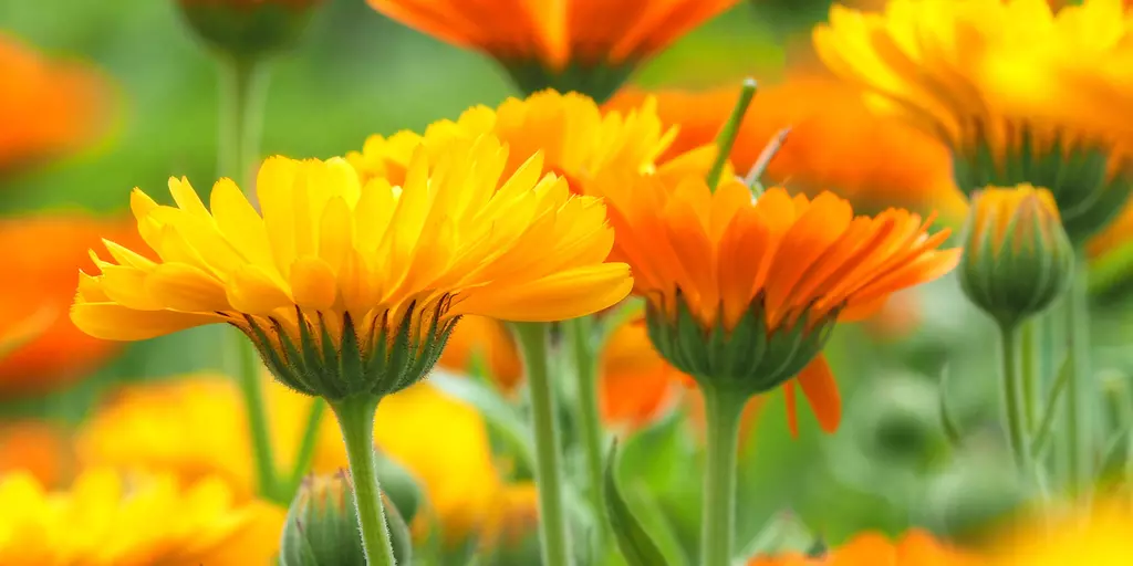 Detailaufnahme von Calendula Pflanzen