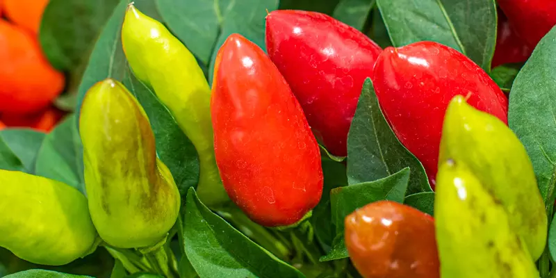 Detail-Ansicht von Capsicum-Schoten