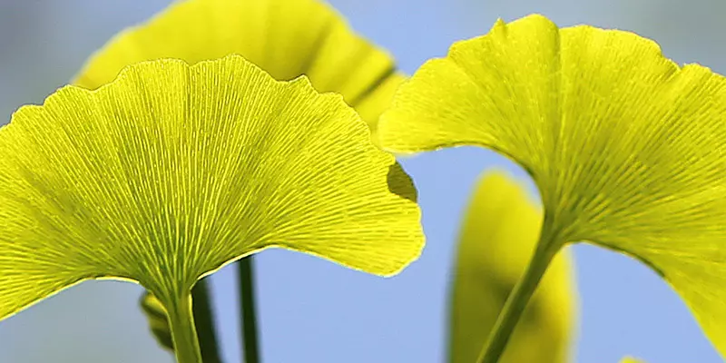 Detail-Ansicht von Ginkgoblättern