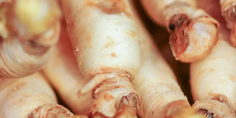Detail-Ansicht von Ginseng-Wurzeln