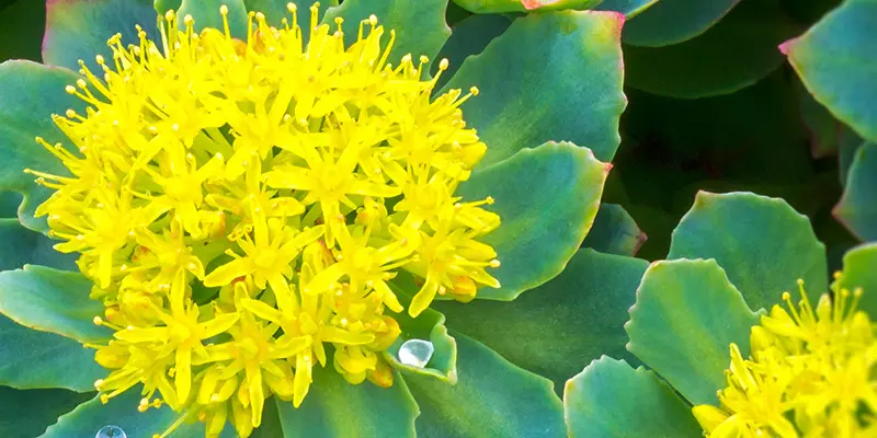 Detail-Ansicht von Rhodiola-Blüten