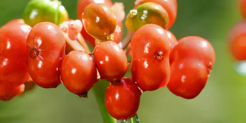 Detail-Ansicht von Ginseng-Beeren