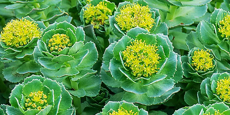 Detail-Ansicht von Rhodiola-Blüten