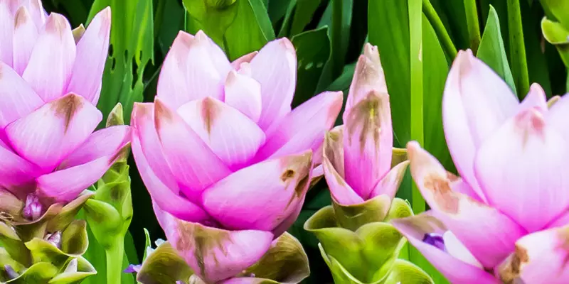 Detail-Ansicht von Curcuma-Blüten