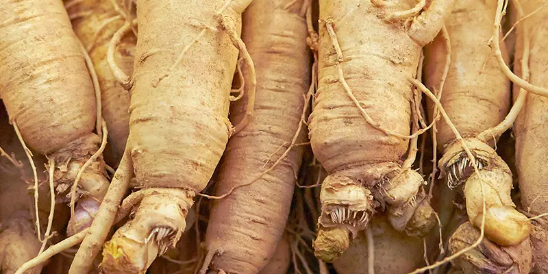 Detail-Ansicht von Ginseng-Wurzeln