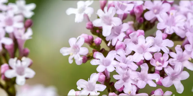 Detail-Ansicht von Baldrian-Blüten