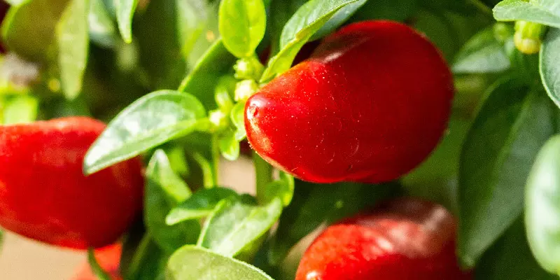 Detail-Ansicht Capsicum Früchte und Blätter