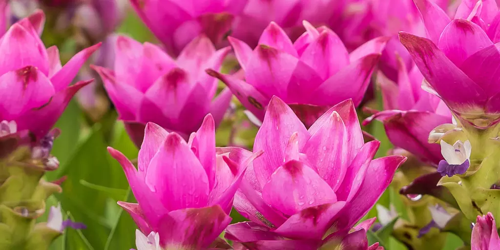 Detail-Ansicht eines blühenden Curcuma-Feldes