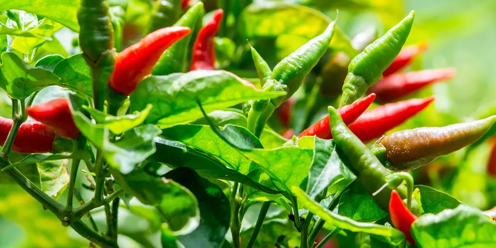 Detail-Ansicht von Capsicum-Schoten