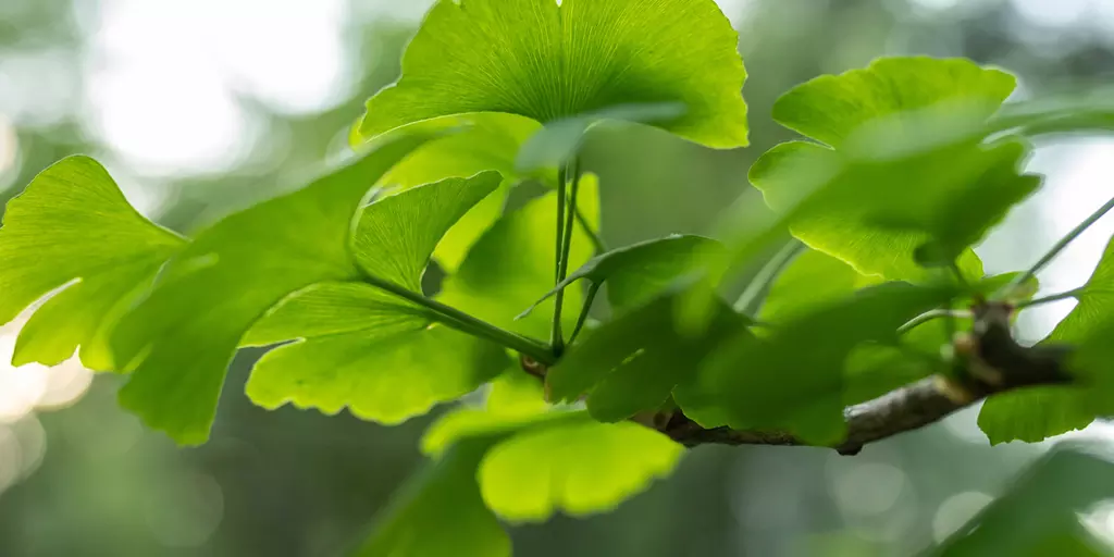 Detail-Ansicht von Ginkgoblättern