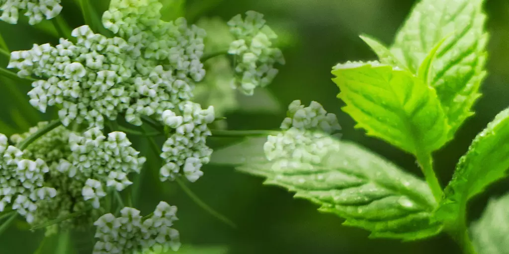 Detail-Ansicht von Pfefferminze und einer Kümmelpflanze