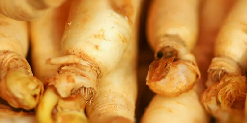 Detail-Ansicht von Ginseng-Wurzeln