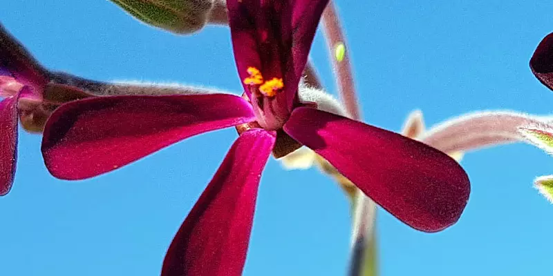 Detail-Ansicht von Pelargonium-Blüten