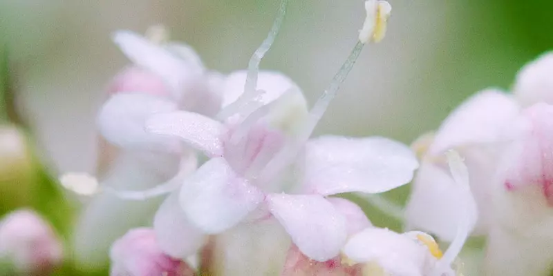 Detail-Ansicht vonBaldrian-Blüten