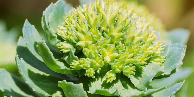 Detail-Ansicht von Rhodiola-Blüten