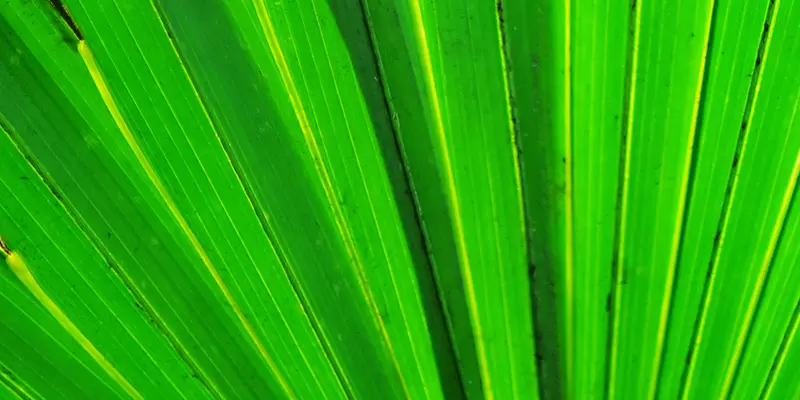 Detail-Ansicht eines Sabal-Blattes