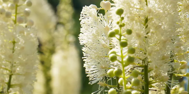 Detail-Ansicht von Traubensilberkerzen-Blüten