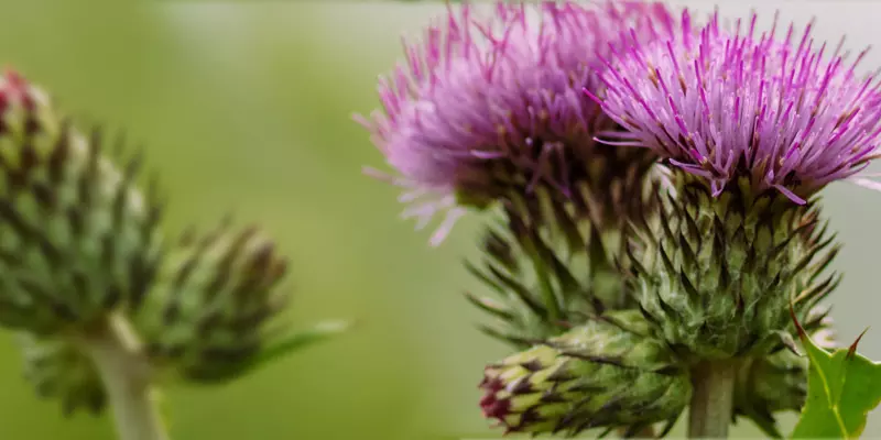Detail-Ansicht von Mariendistel-Blüten