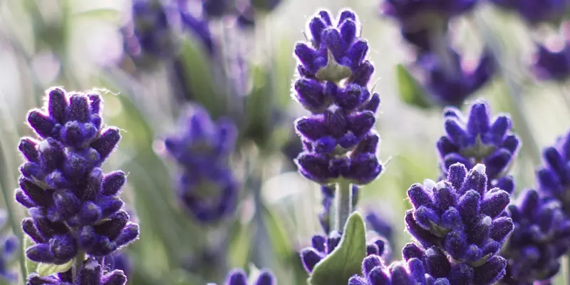 Detail-Ansicht von Lavendel-Blüten
