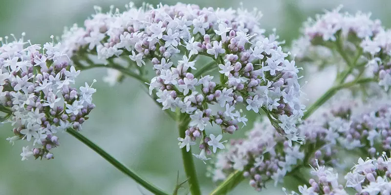 Detail-Ansicht von Baldrian-Blüten