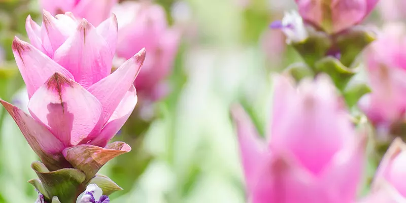 Detail-Ansicht von Curcuma-Blüten