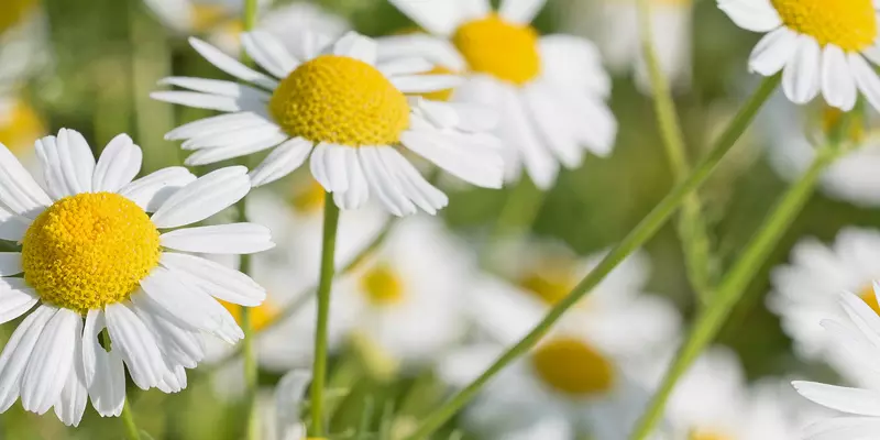Detail-Ansicht von Kamille-Blüten