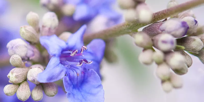 Detail-Ansicht von Mönchspfeffer-Blüten