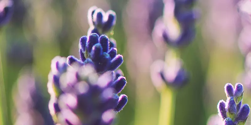 Detail-Ansicht von Lavendel-Blüten