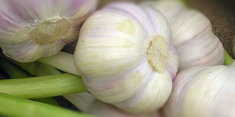 Detail-Ansicht von Knoblauch-Knollen