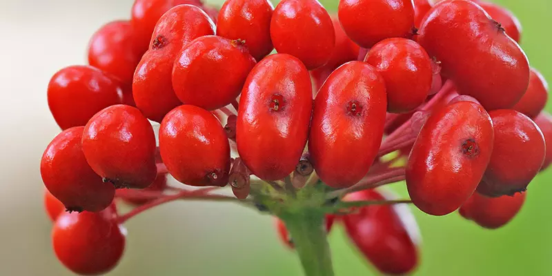 Detail-Ansicht von Ginseng-Früchten