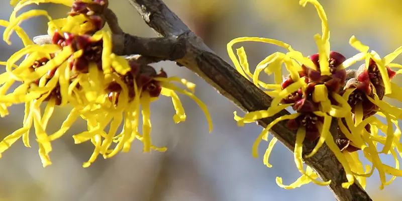 Detail-Ansicht von Hamamelis-Blüten