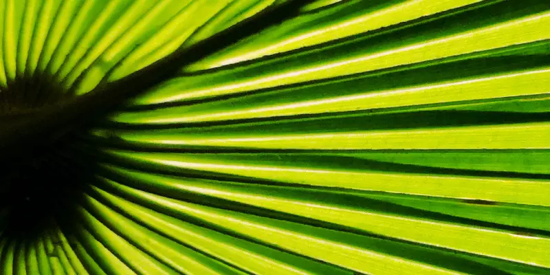 Detail-Ansicht eines Sabal-Blattes