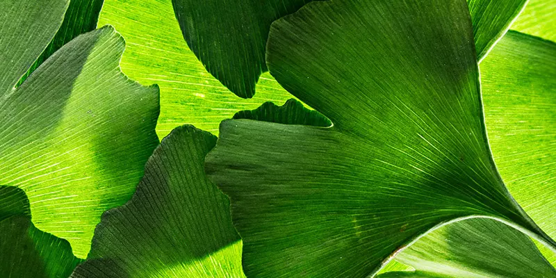 Detail-Ansicht von Ginkgoblättern
