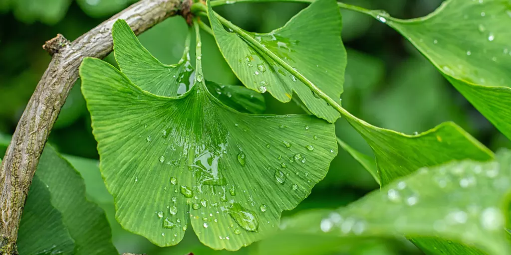 Detail-Ansicht von Ginkgoblättern