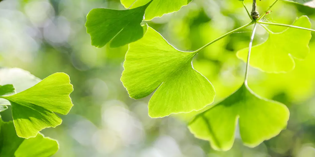 Detail-Ansicht von Ginkgoblättern
