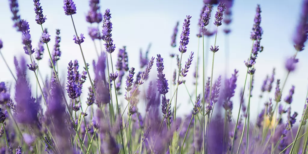 Detail-Ansicht eines Lavendel-Feldes