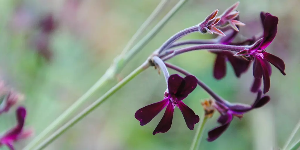 Nahaufnahme von Pelargonium-Blüten