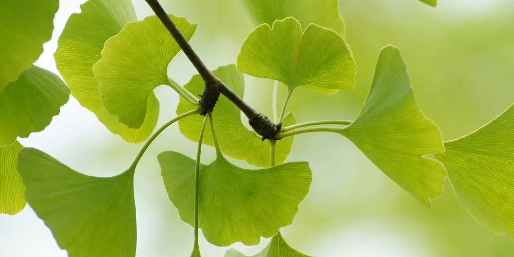 Detail-Ansicht von Ginkgo-Blättern
