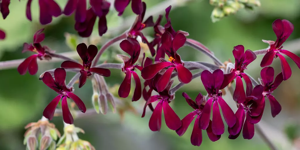 Detail-Ansicht von Pelargonium-Blüten