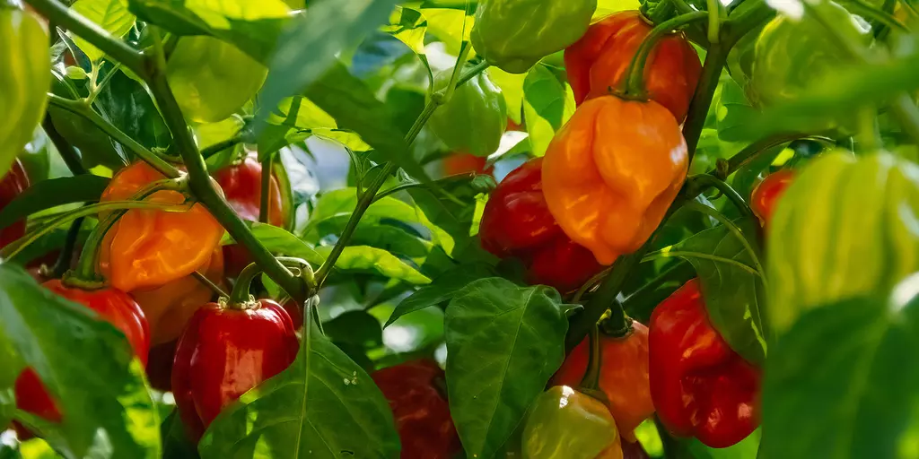 Detail-Ansicht von Capsicum-Schoten