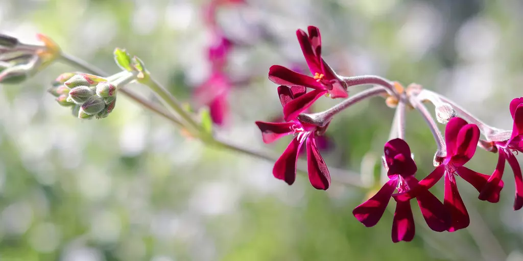 Detail-Ansicht von Pelargonium-Blüten
