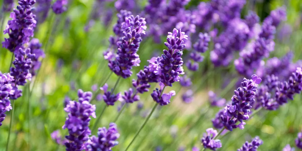 Detail-Ansicht von Lavendel-Blüten