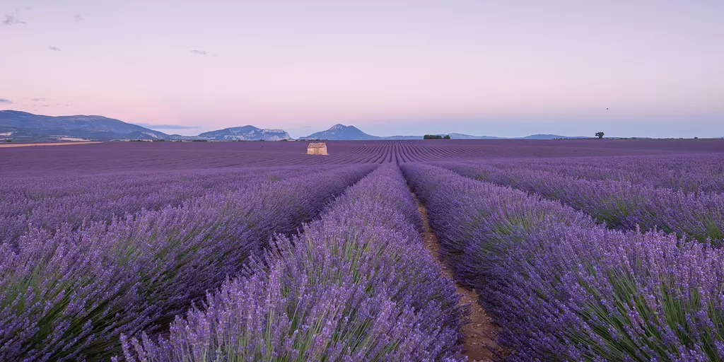 Lavendelfeld in der Provence