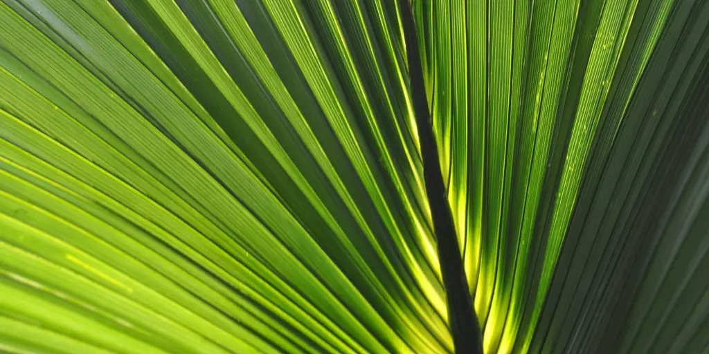 Detail-Ansicht eines Sabal-Blattes