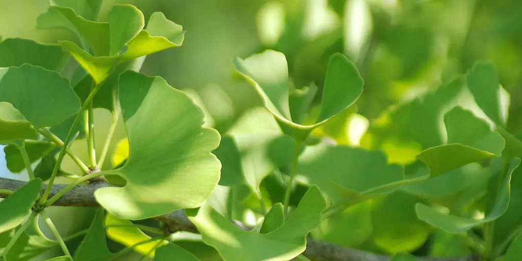 Detail-Ansicht von Ginkgo-Blättern