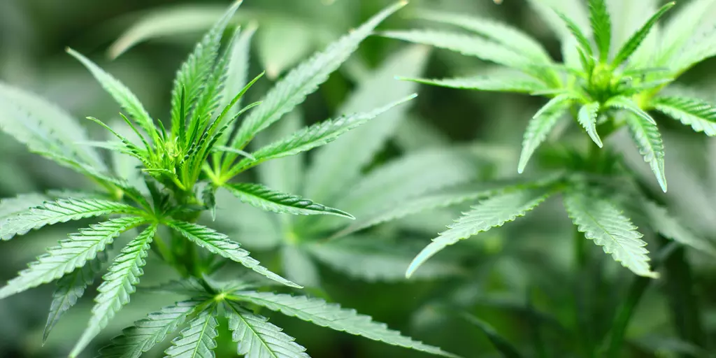 Detail-Ansicht von Cannabisblättern