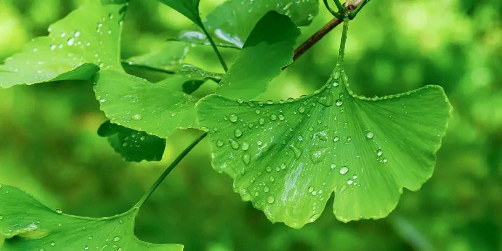 Detail-Ansicht von Ginkgo-Blättern