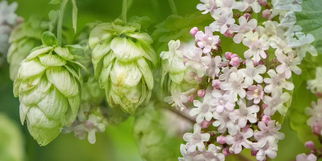 Bildkomposition aus Detailaufnahmen von Hopfenblüten und Baldrianblättern
