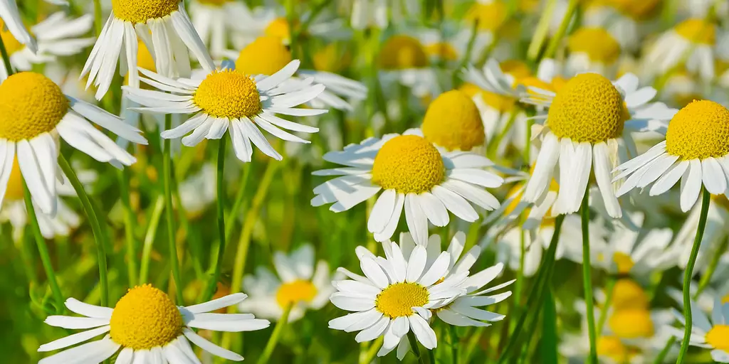 Detail-Ansicht von Kamillenblüten 